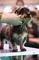 Crufts2011_2 1592